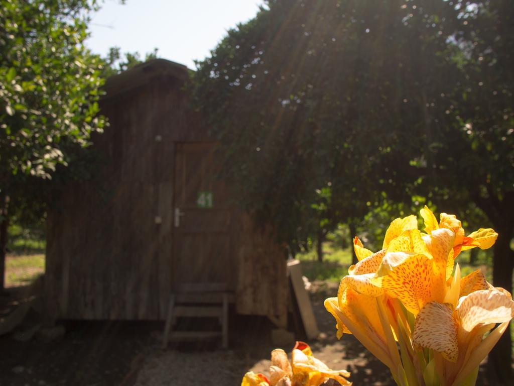 Saban Tree Houses Kumluca Exterior foto